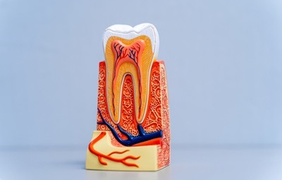Tooth cross-section model showing roots, nerves, and blood vessels inside the gum and jawbone